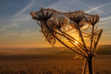 aufgehende Sonne überfrorene Pflanze