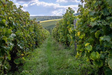 Fototapeta na wymiar Vines growing on the slopes around Sancerre, France