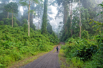 Unidentified woman walking in Danum Valley rainforest in Sabah Borneo Malaysia