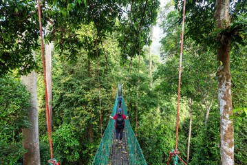Unidentified Woman walking at the tree top canopy walkway in Danum Valley rainforest Lahad Datu...