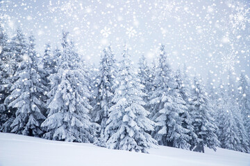 magical frozen winter landscape with snow covered fir trees