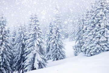 magical frozen winter landscape with snow covered fir trees