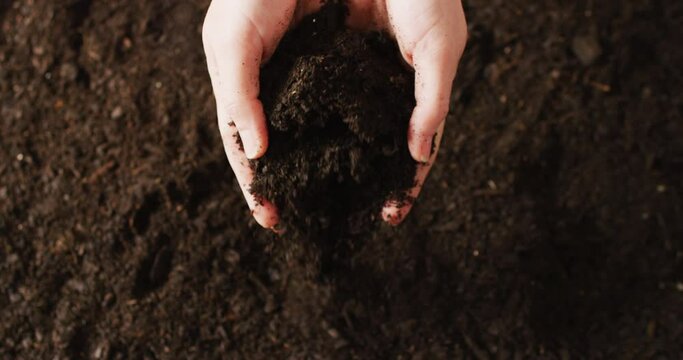 Overhead video of hands of caucasian person holding and releasing rich dark soil