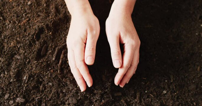 Overhead video of hands of caucasian person gathering and cupping rich dark soil