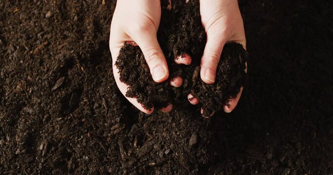 Overhead video of hands of caucasian person holding and sifting rich dark soil