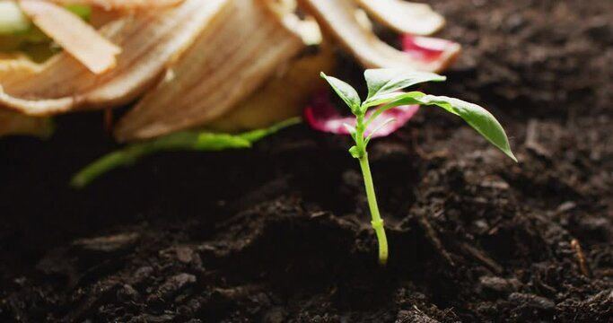 Video of organic fruit and vegetable waste for composting and seedling in dark soil, with copy space
