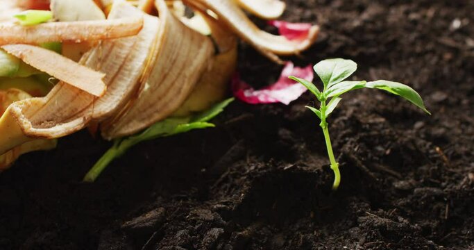 Video of organic fruit and vegetable waste for composting and seedling in dark soil, with copy space