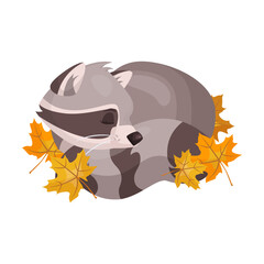 Cute raccoon character sleeps covered with orange autumn maple leaves. Vector illustration of small wild forest animal isolated on white. Woodland, nature, mascot concept