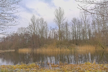 Winter wetlands with bare trees in Damvallei nature reserve, Ghent, Flanders, Belgium 