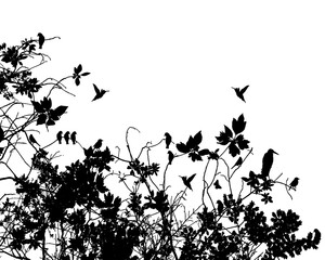 silhouettes of birds