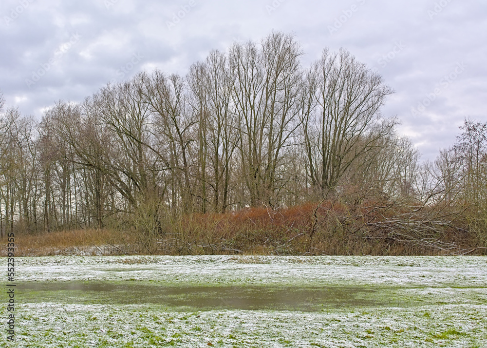 Wall mural frozen meadow and bare trees on a cloudy winter day in damvallei nature reserve, ghent, flanders, be