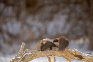 squirrel on a branch