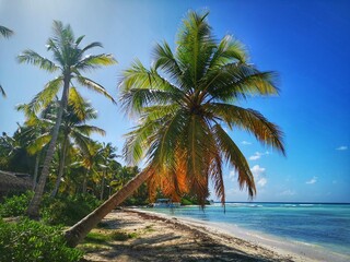 beach with palm trees, Dominican Republic
