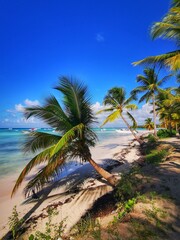 palm trees on the beach, a sunny day in Dominican Republic