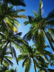 Fototapeta na wymiar palm tree in the sky, Dominican Republic