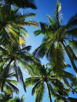 palm tree in the sky, Dominican Republic © Danhua