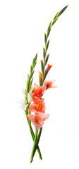 Pink and white gladiolus on white
