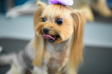 Yorkshire Terrier after haircut