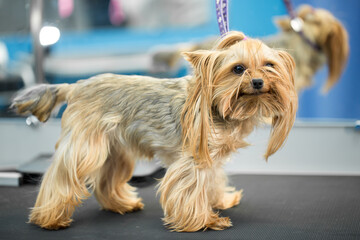 Cute little yorkshire terrier puppy on the table in grooming salon at vet clinic.Take care of dog...