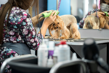Veterinarian trimming a yorkshire terrier with a hair clipper in a veterinary clinic. Female...