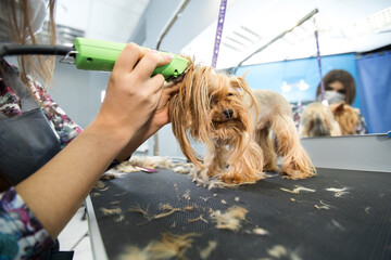 Veterinarian trimming a yorkshire terrier with a hair clipper in a veterinary clinic. Female...