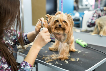 Professional animal groomer specialist cuts dogs nails with clipper scissors in vet clinic.Take care of dog in grooming salon. Nippers to cut yorkshire terrier puppy claws in veterinarian cabinet - obrazy, fototapety, plakaty