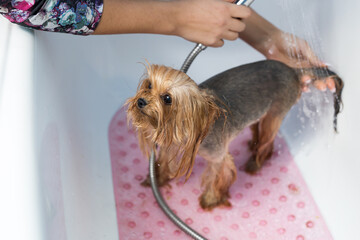 Yorkshire Terrier in the bathroom in the beauty salon for dogs. Care for yorkshire terriers...