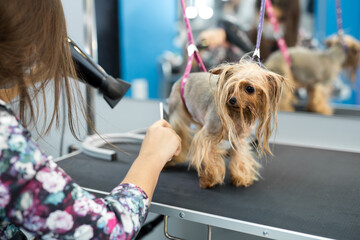 Veterinarian blow-dry a Yorkshire terrier hair in a veterinary clinic, close-up