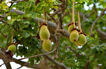 West Africa. Senegal. Weighty fruits of a giant oval-shaped baobab near residential buildings in...