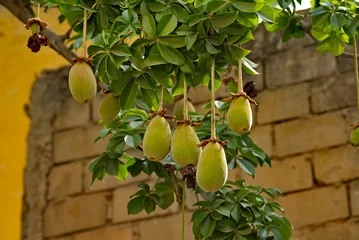 Foto op Plexiglas West Africa. Senegal. Weighty fruits of a giant oval-shaped baobab near residential buildings in the city of Saint-Louis. © Александр Катаржин