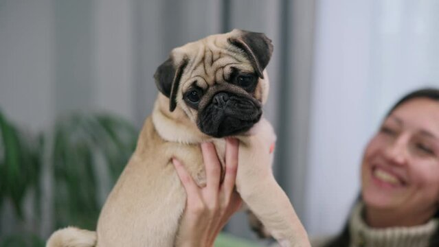 Cute pug puppy in the hands of his mistress. A young woman is holding her dog in her arms.