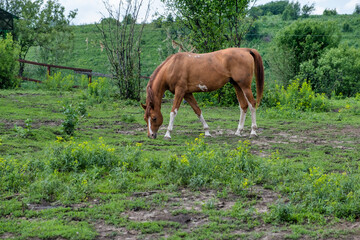 horse in the meadow