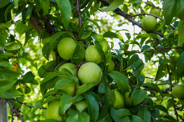 lots of plums on plum tree,close-up green plums,plums on branch close-up,