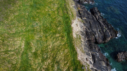 Dense thickets of grass on the shore. Grass-covered rocks on the Atlantic Ocean coast. Nature of Ireland, top view.