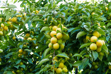 large amount of yellow ripe plums on plum tree,close-up yellow ripe plums,plums on branch close-up,
