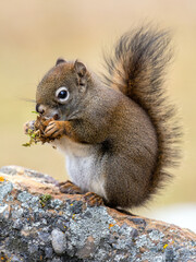 Red squirrel eating on rock