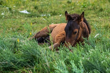 horse in the grass