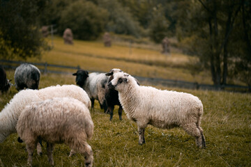 Lambs farm. Herd of sheep outside. Concept of rural life and agriculture.