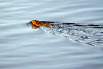 Muskrat animal swimming in water