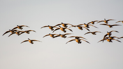 Flock of Canada geese landing