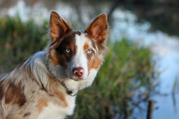 A tri colour red merle border collie seven month old puppy, stood on a riverbank.