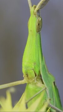 Vertical video, Close up frontal portrait of Giant green slant-face grasshopper Acrida sitting on spikelet on grass and blue sky background. Bottom view