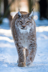 Luchs im Winter mit Schnee im Wald