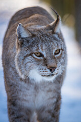 Luchs im Winter mit Schnee im Wald