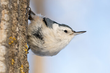 White-breasted nuthatch perched on tree