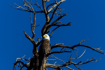 Bald Eagles at Eleven Mile Canyon