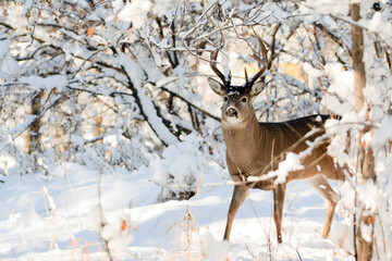 Naklejka na ściany i meble Deer buck with antlers in snowy forest