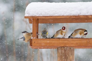 Beautiful winter scenery with European goldfinches and nuthatch sitting in the bird house within a...