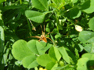 aranha