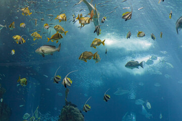 Obraz na płótnie Canvas Beautiful tropical fishes